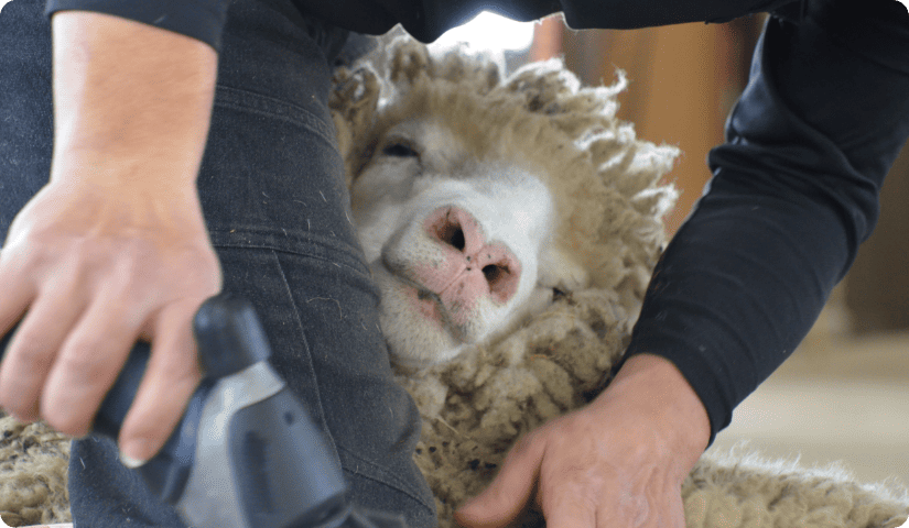 羊のお世話をする様子